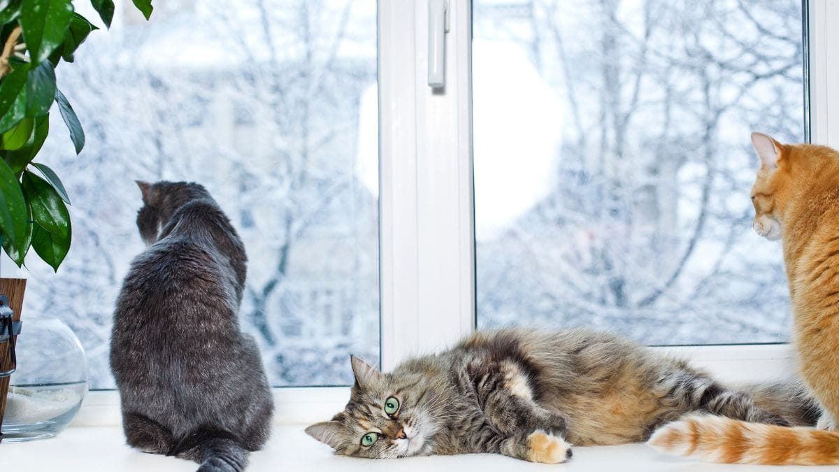 Können Katzen im Winter draußen schlafen?